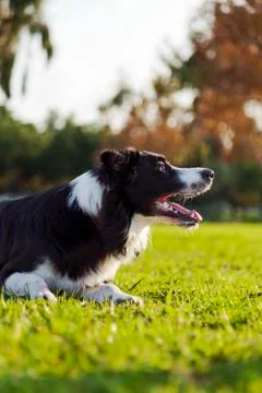 Border collie dog on park lawn Stock Photos