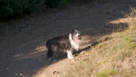 Border collie dog on a path in the woods Stock Footage 250178599