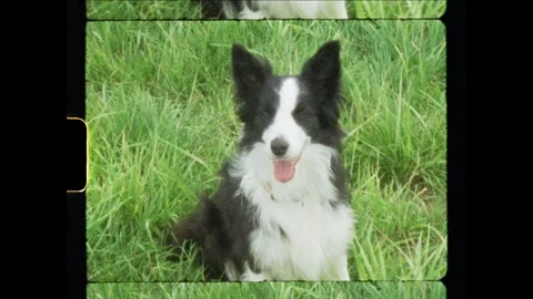 Border Collie Dog Performing Roll Trick, Close-Up recorded at Super 8 Stock Footage 336321250