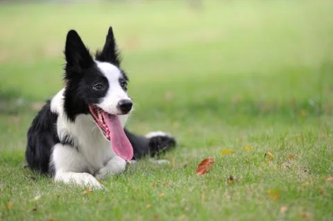 Border collie dog Stock Photos