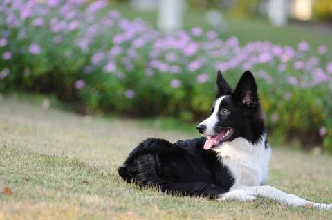 Border collie dog Stock Photos