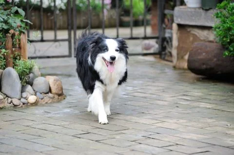 Border collie dog Stock Photos