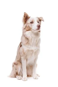 Border collie dog Stock Photos