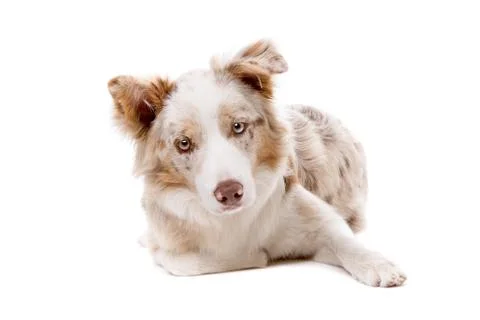Border collie dog Stock Photos