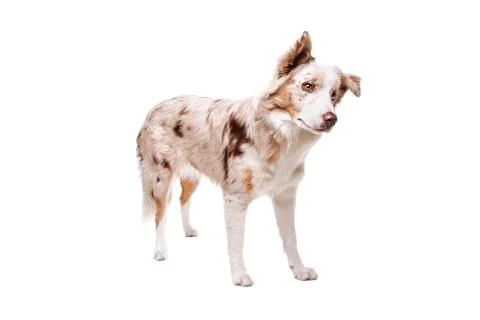 Border collie dog Stock Photos