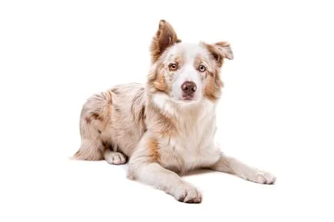 Border collie dog Foto stock