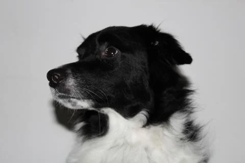 Border Collie, Dog Stock Photos
