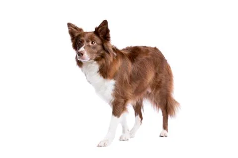 Border collie dog Stock Photos