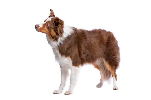 Border collie dog Stock Photos