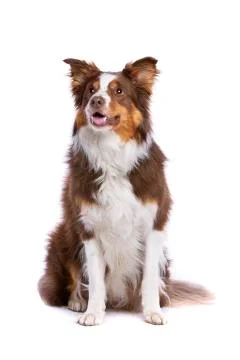 Border collie dog Stock Photos