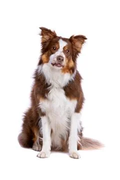 Border collie dog Stock Photos