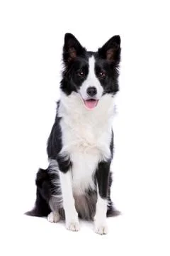 Border collie dog Stock Photos