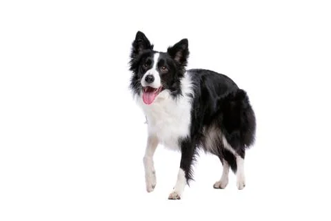 Border collie dog Stock Photos