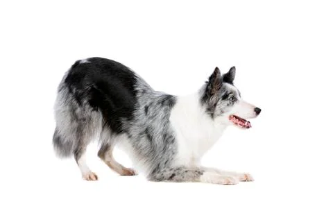 Border collie dog Stock Photos