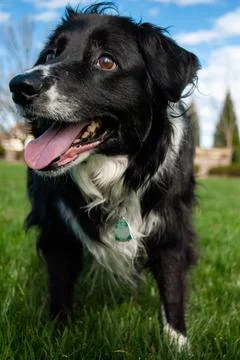 Border Collie Dog Stock Photos