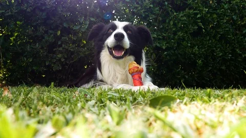 Border collie dog playing with his little game in the meadow Stock Footage 93715871