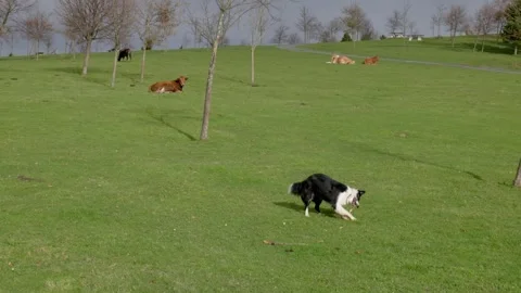 Border Collie Dog Playing in Meadow with Cows Stock Footage 328915337