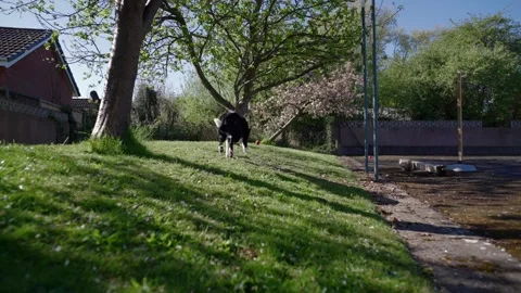Border Collie Dog Running After A Ball In Spring Stock Footage 306948878