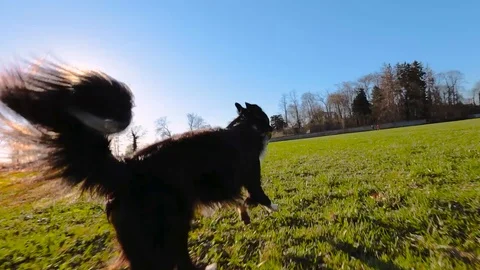 Border collie dog running Stock Footage