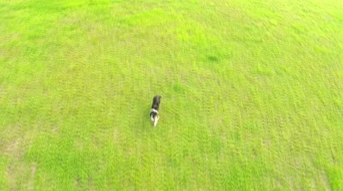 Border Collie Dog Running On Grass Stock Footage 45532056