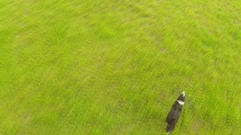 Border Collie Dog Running On Grass 2-Aerial Shot Stock Footage 46860258