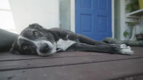 Border Collie Dog Sleeping on Deck in Front of House Stock Footage 226928894