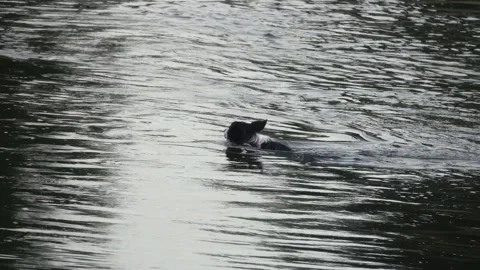 Border Collie Dog Swimming In River Water Stock Footage 159353473