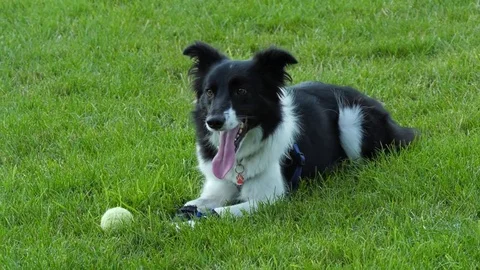 Border Collie Dog waiting for owner Video stock 80551332