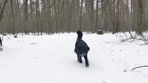 Border Collie dog on the winter forest path. Stock Footage 297193382