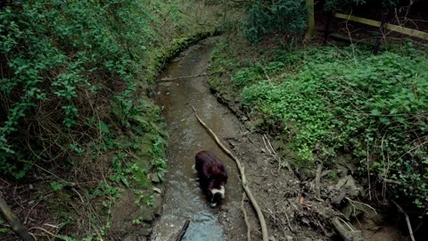 Border Collie dogs drinking from Stream England River UK Spring Stock Footage 307049000