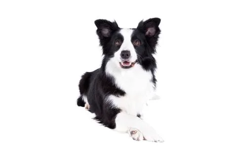 Border collie doing trick on hite background Stock Photos