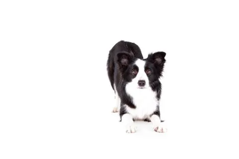 Border collie doing trick on white background Stock Photos