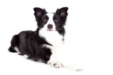 Border collie doing trick on white background Stock Photos