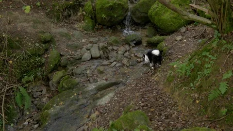 Border Collie Drinking Water from Forest Stream Stock Footage 328914627