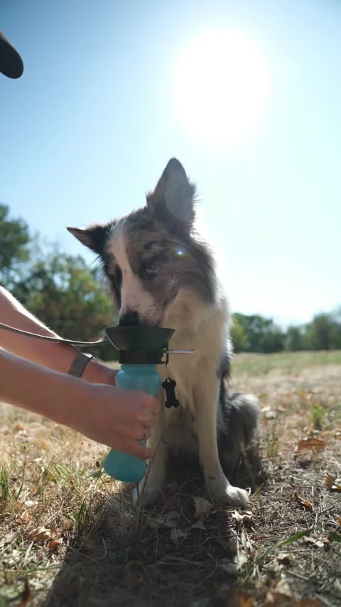 Border collie drinking water from portable bottle on sunny day Stock Footage 315464640