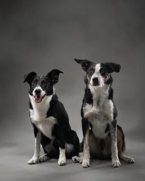 Border Collie Duo with a Friendly Expression Stock Photos