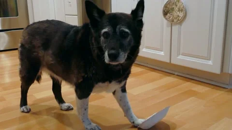 Border collie eats dinner from a paper dish Stock Footage 64642658