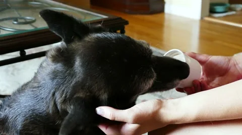 Border collie eats snack cup from hand Stock Footage 64642765