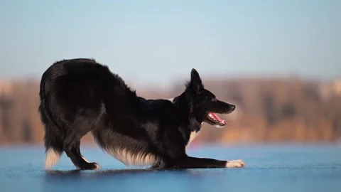 Border Collie elegantly stands on ice, surrounded by a serene, frosty winter Stock Footage 310101083
