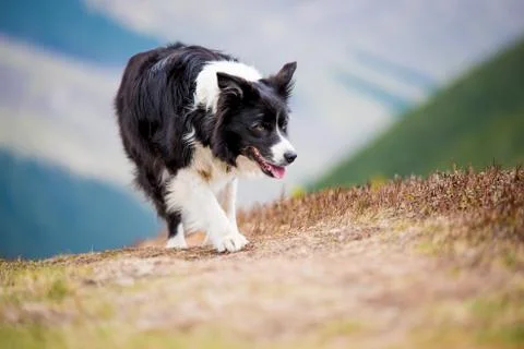 Border collie on exhausting hike Stock Photos