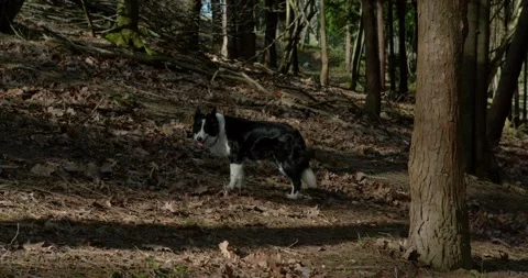Border Collie exploring among dry leaves Stock Footage 328916511