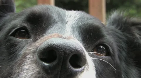 Border Collie Eyes Video stock 11408061