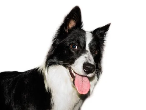 Border collie face Stock Photos