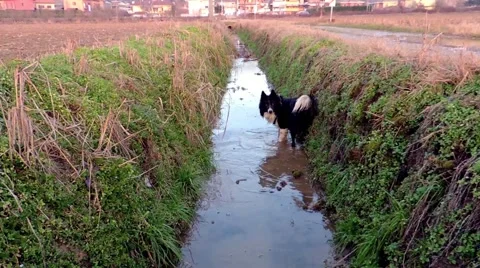 Border Collie Falls on Ice Stockbeeldmateriaal 41753250