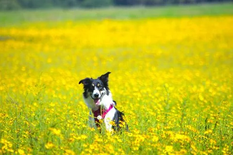 Border Collie in Field of Yellow Flowers in Spring Stock Photos