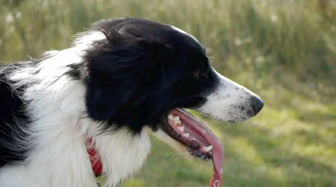 Border collie. Stock Footage 882649