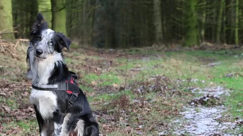 Border collie in the forest in winter playing Stock Footage 262266942