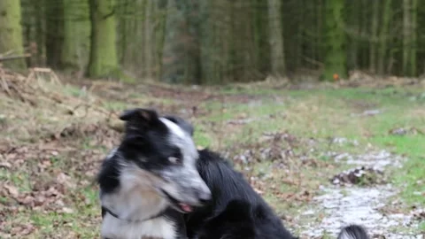 Border collie in the forest in winter playing Stock Footage 262266970