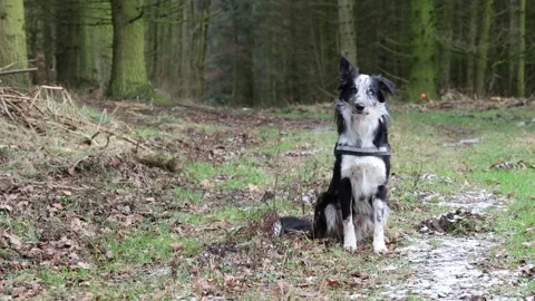 Border collie in the forest in winter playing Stock Footage 262266992