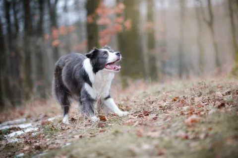 Border collie in the forrest in winter time Stock Photos